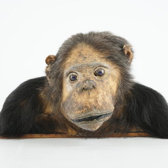 Een buste van een chimpansee, taxidermie, 2e kwart 20e eeuw